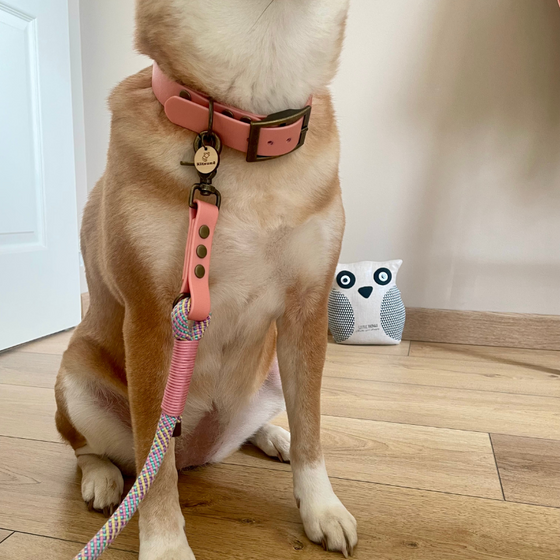 laisse et collier pour chien