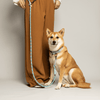laisse chien paracorde biothane