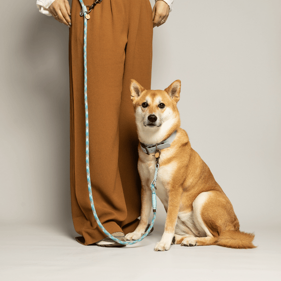 laisse chien paracorde biothane