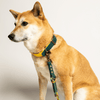 laisse biothane chien bi color
