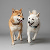 shiba inu sésame et blanc