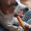 stick à mâcher pour chien