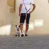 Laisse multiposition pour chien fait main en France