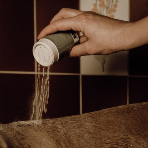 shampoing chien naturel